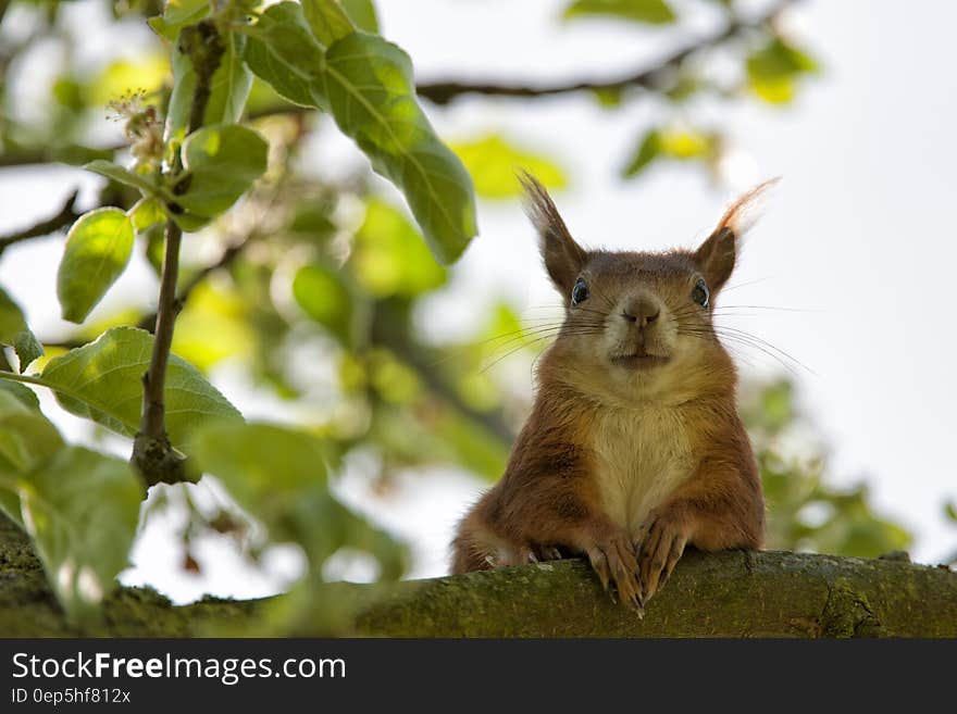 Brown Squirrel Closeup Photography