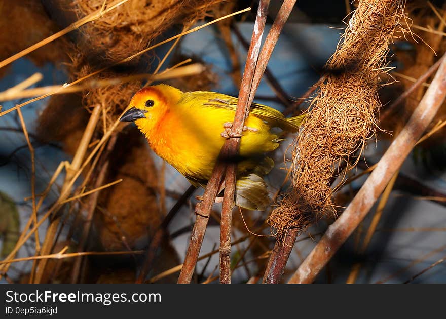 Closeup Photography of Yellow Bird Perched