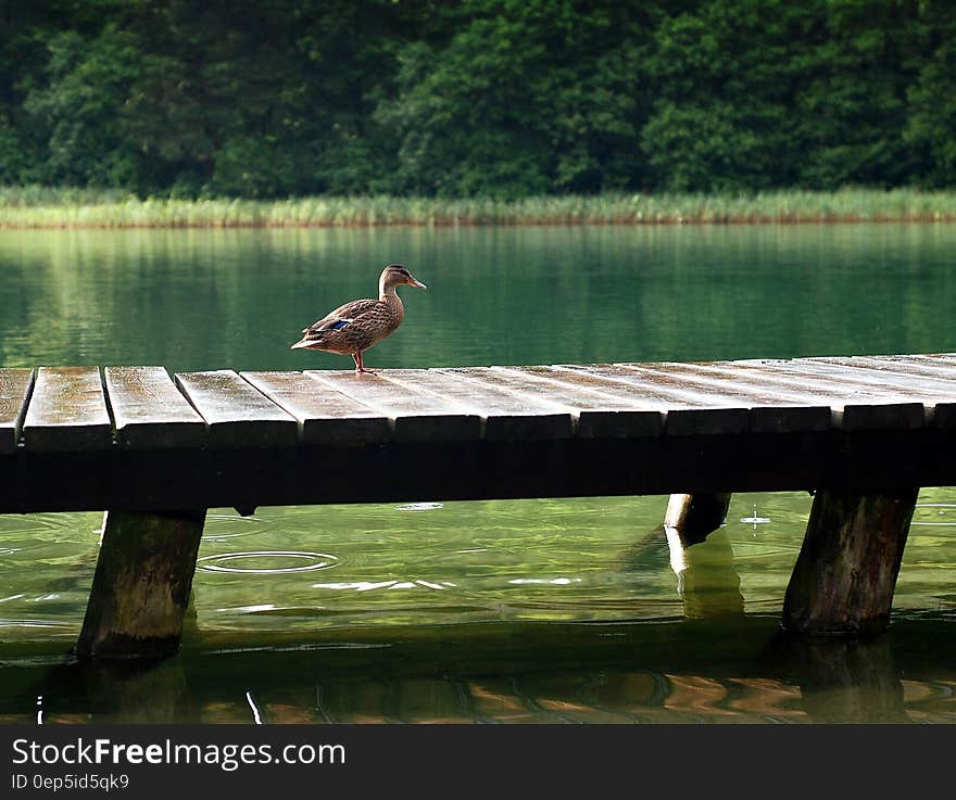 Duck on Wooden Dock at Daytime