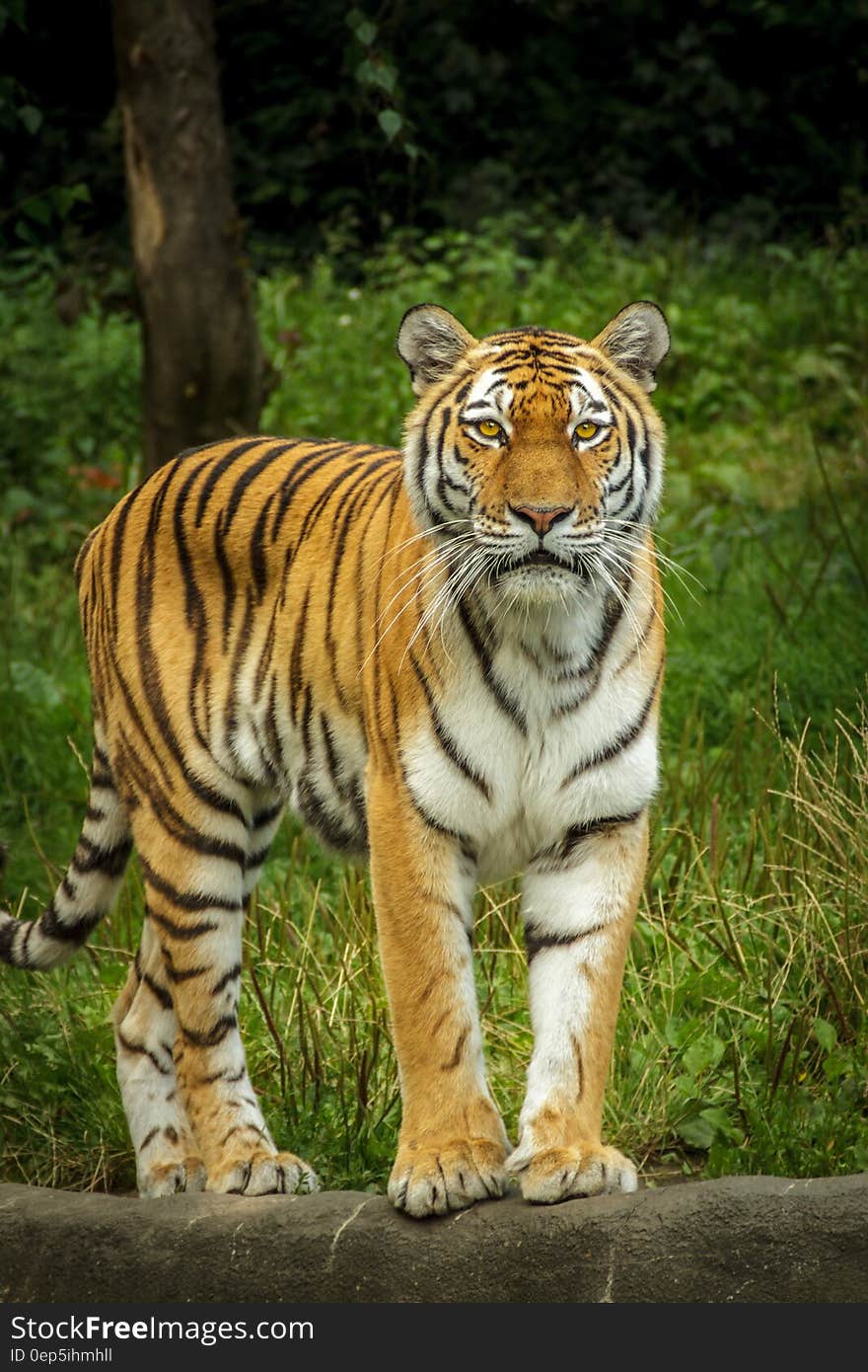 Tiger Standing on the Grey Concrete Pavement