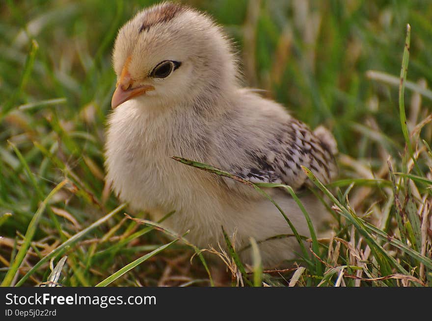 White and Black Chick