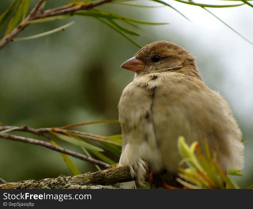 Close up of small brown sparrow perched in tree on sunny day. Close up of small brown sparrow perched in tree on sunny day.