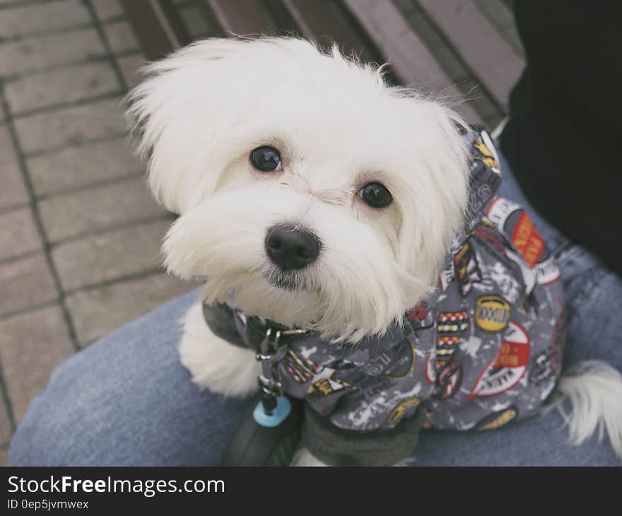 White Long Cot Puppy on Lap