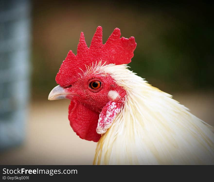 Shallow Focus Photography of White Hen