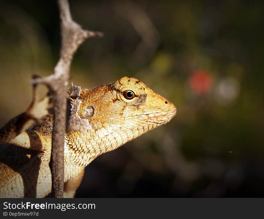 Shallow Focus Photography of Yellow and White Lizard Clinging on Tree Branch