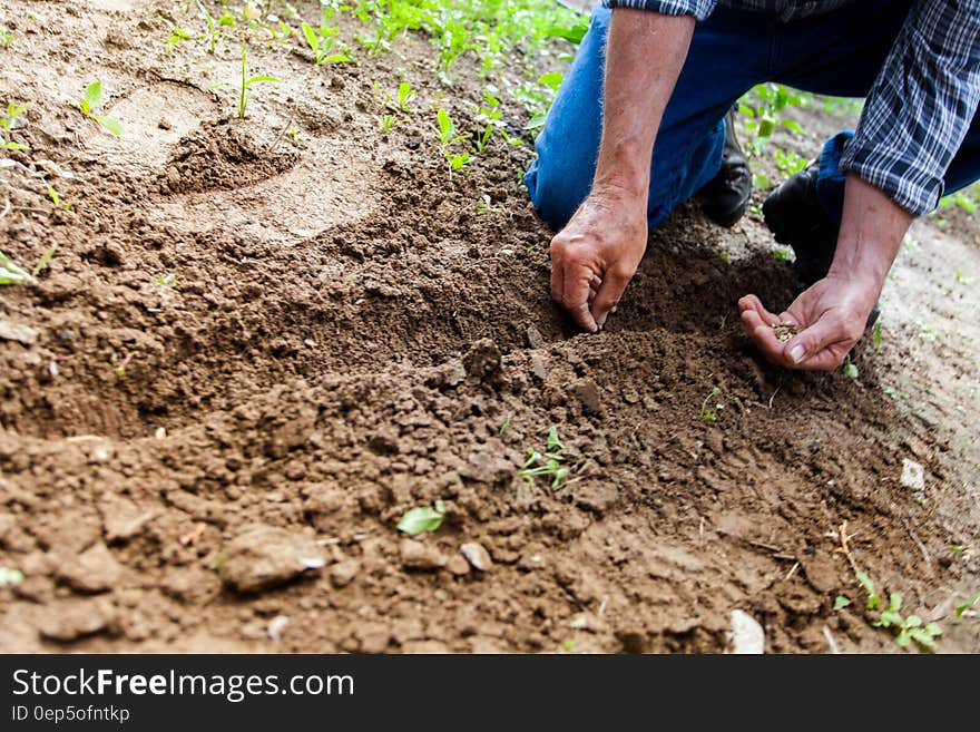 Man Planting Plant