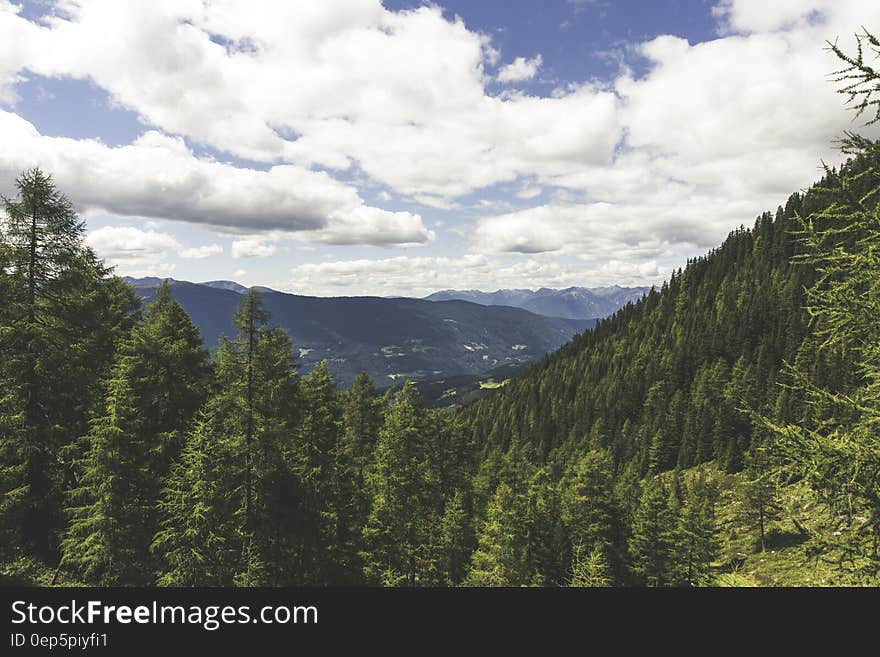 Pine Tress on the Mountain Landscape Photo during Daytime