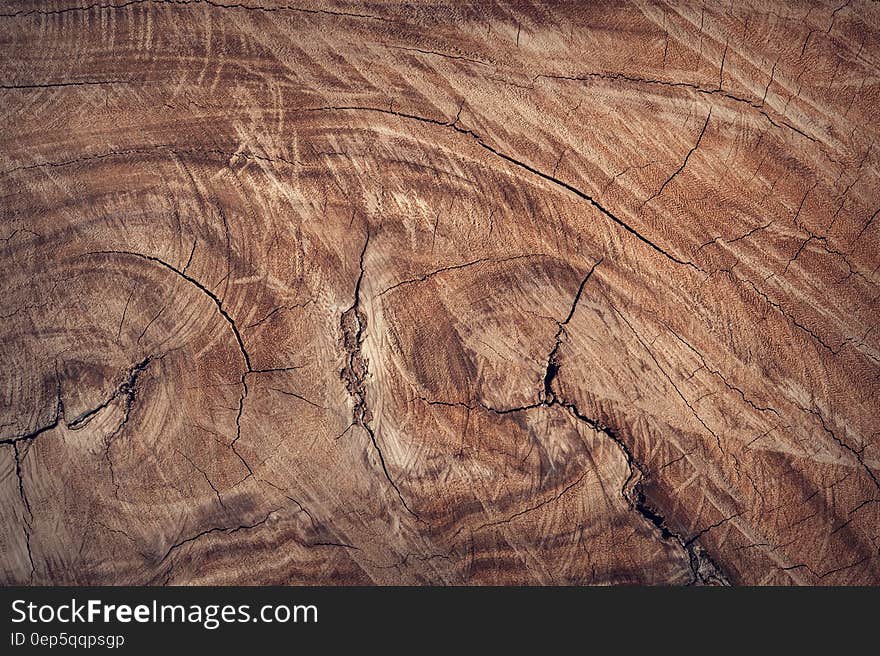 Cross section of the trunk of a large tree with cracks and scratches and signs of attempts to polish it. Cross section of the trunk of a large tree with cracks and scratches and signs of attempts to polish it.