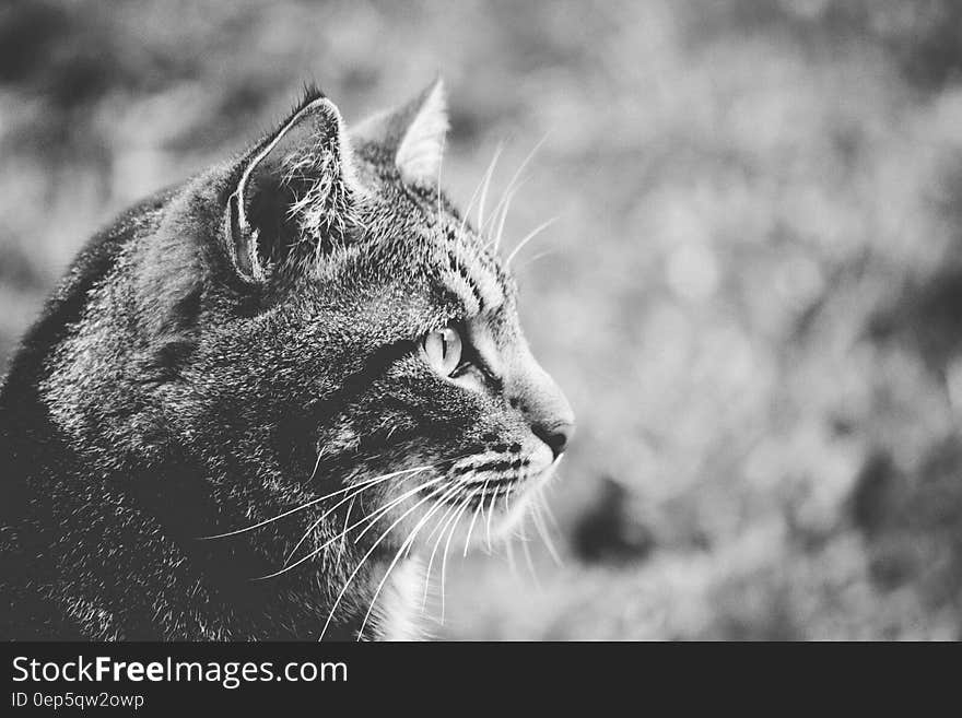 Greyscale Photo of Cat