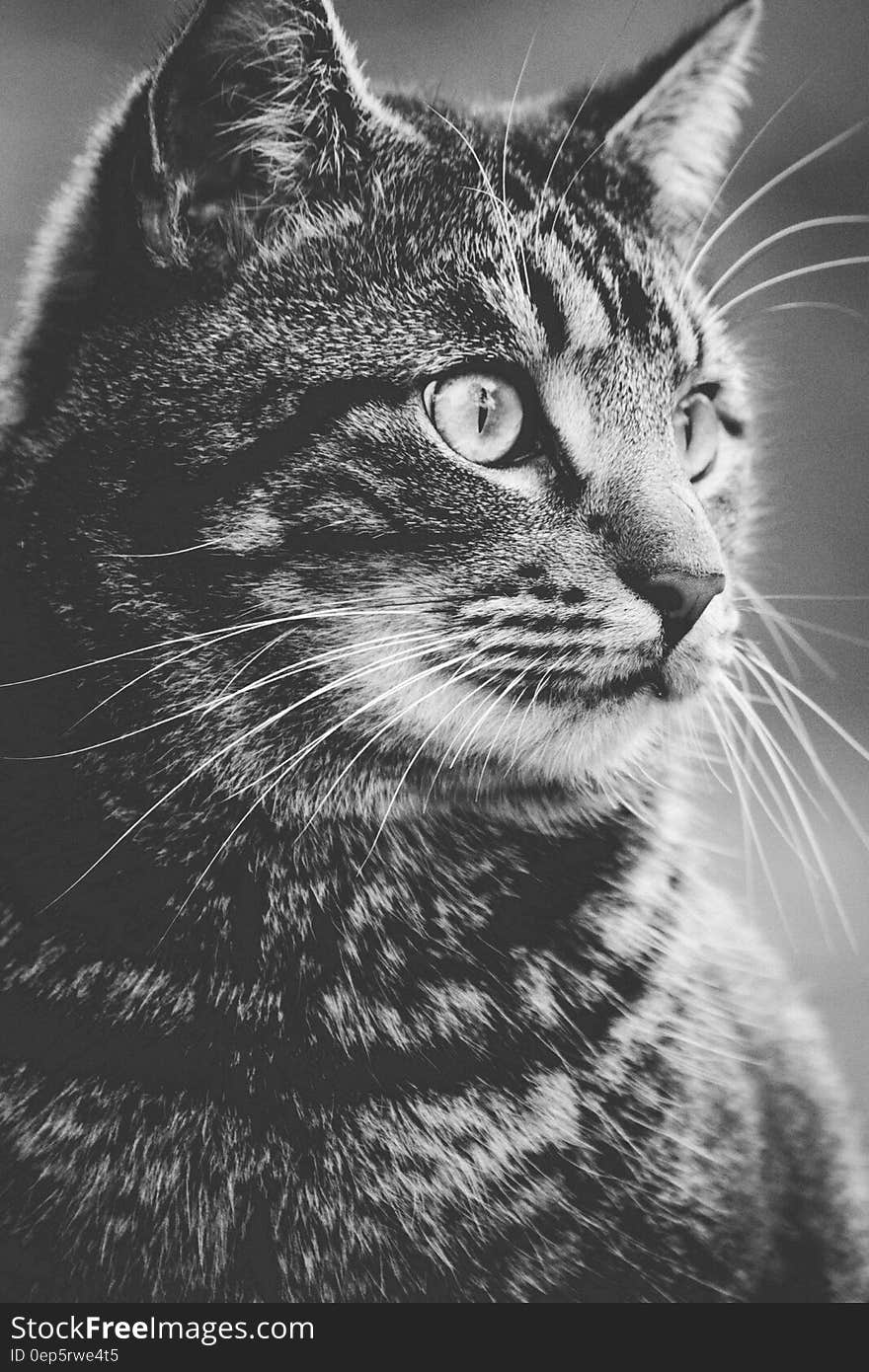 Greyscale Photography of Tabby Cat