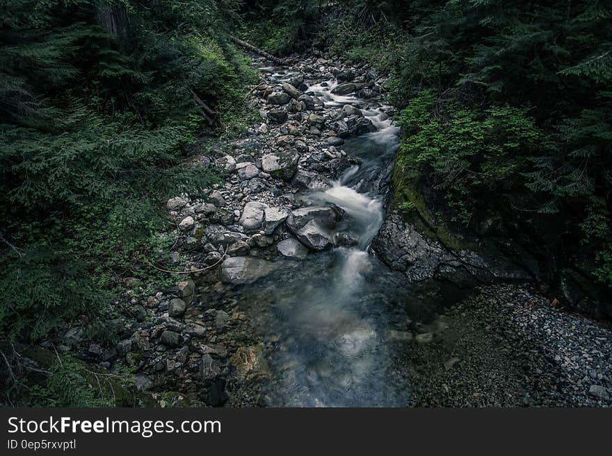 A stream running through rocks in a dark green forest. A stream running through rocks in a dark green forest.