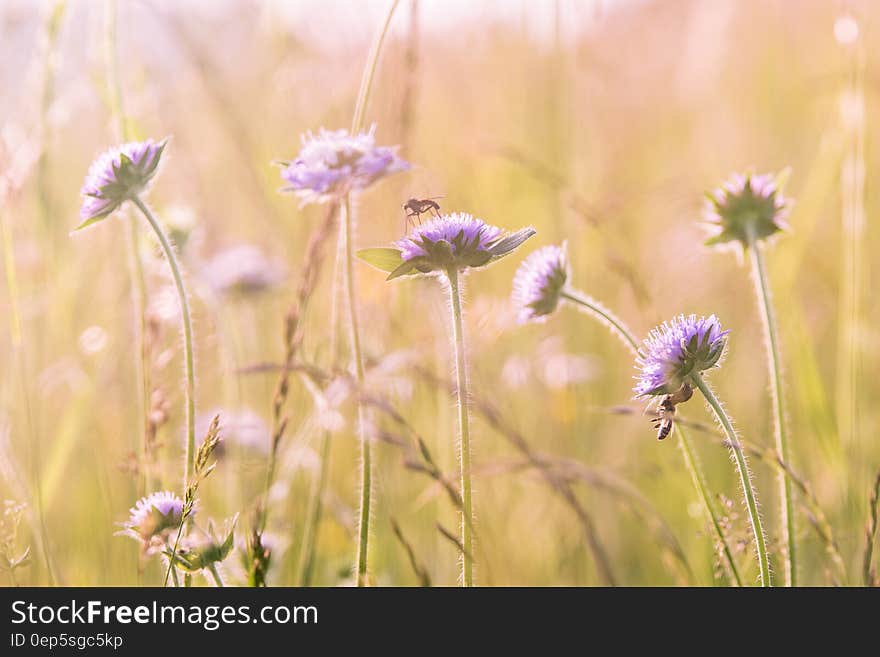 Purple Flower Field