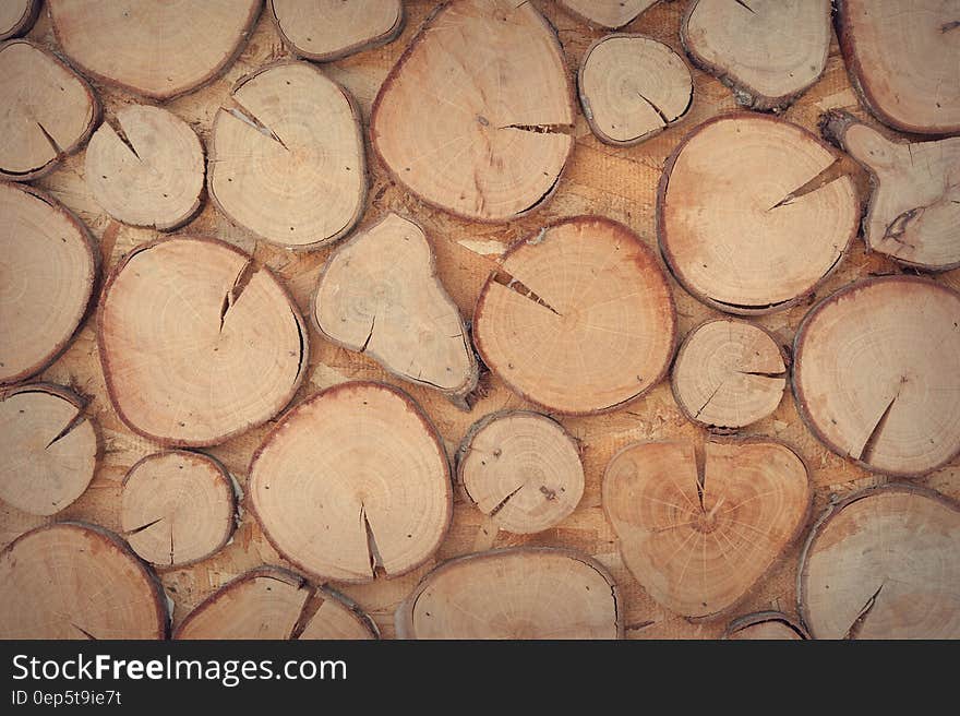 Slice of Brown Wooden Log