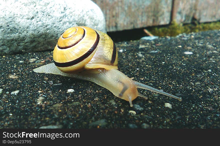 Brown and Beige Snail