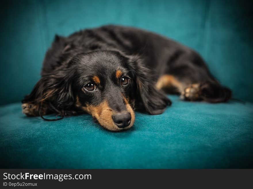 Black and Tan Long Coat Dog