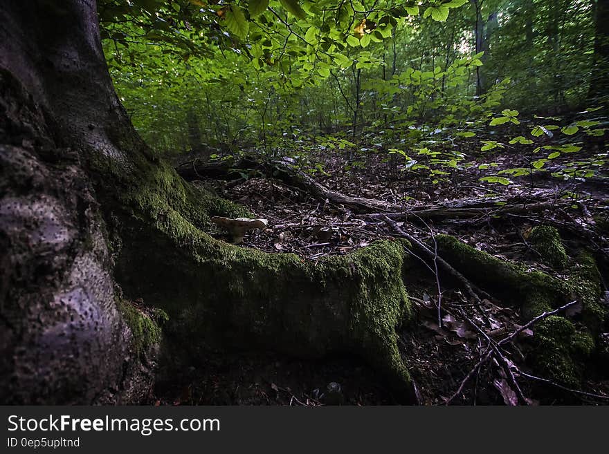 Green Leafed Tree