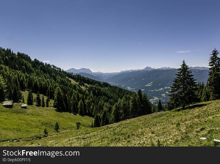 Pine Trees on Mountain Under Blue Sky during Daytime