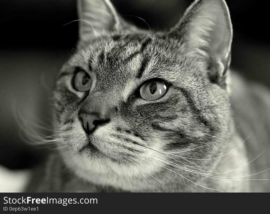 Portrait of domestic cat face in black and white. Portrait of domestic cat face in black and white.