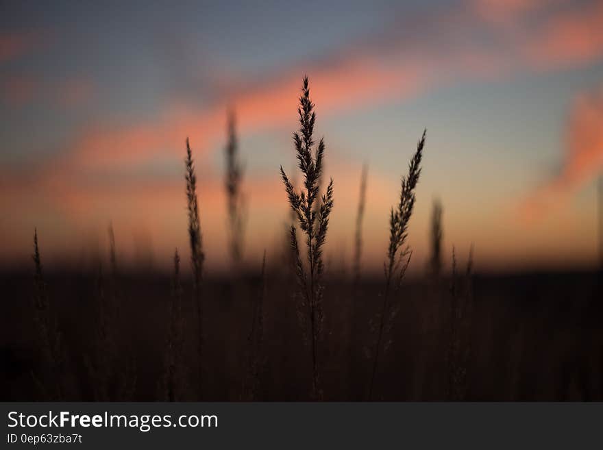 Silhouette of Plant during Golden Time