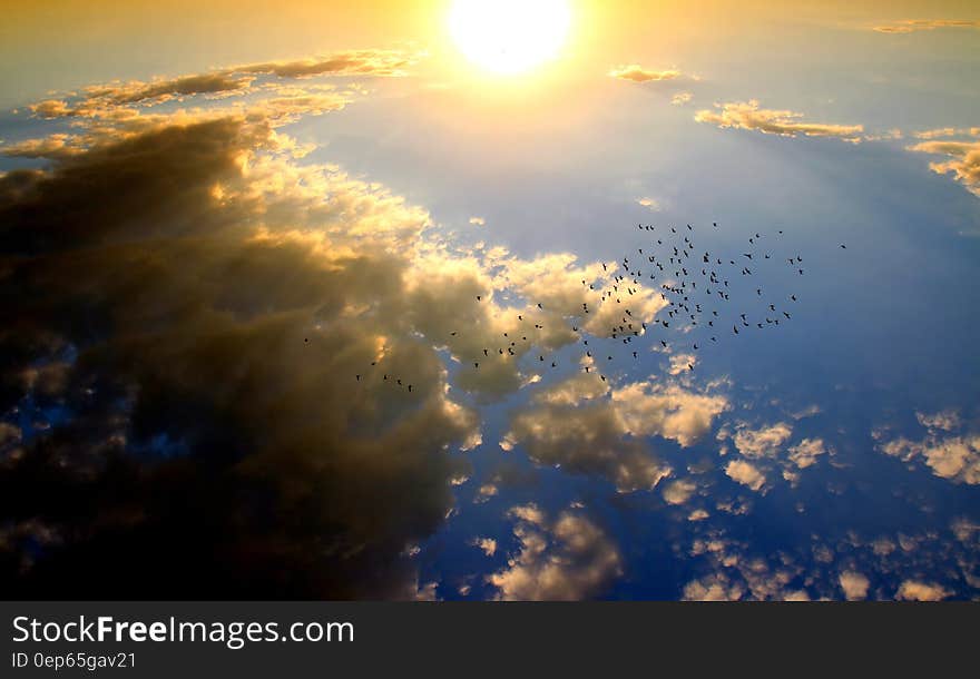 Birds Flying in the Sky during Daytime