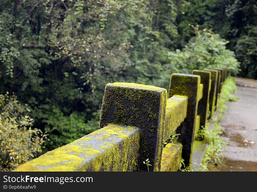 Concrete Fence With Green Moss Near Green Tree