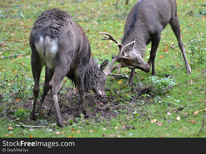 2 Reindeer on Grass Field