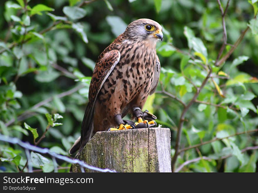 Brown Falcon on Brown Wooden Surface