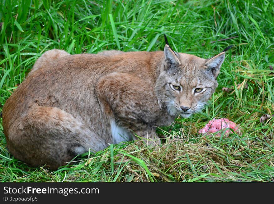 Brown Bobcat on Green Grass