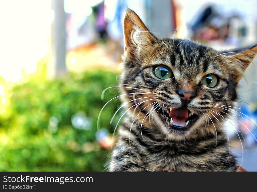 A close up of a cat meowing or hissing.