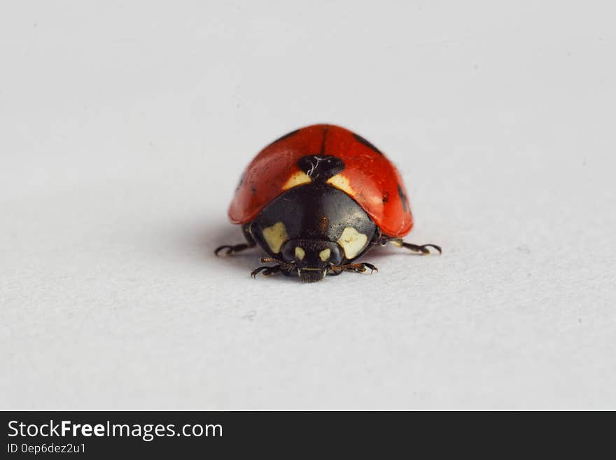 Close up of ladybug on white.