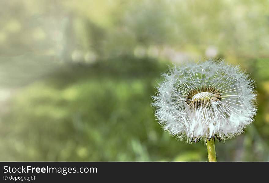 Closeup Photograph of White Dandelion