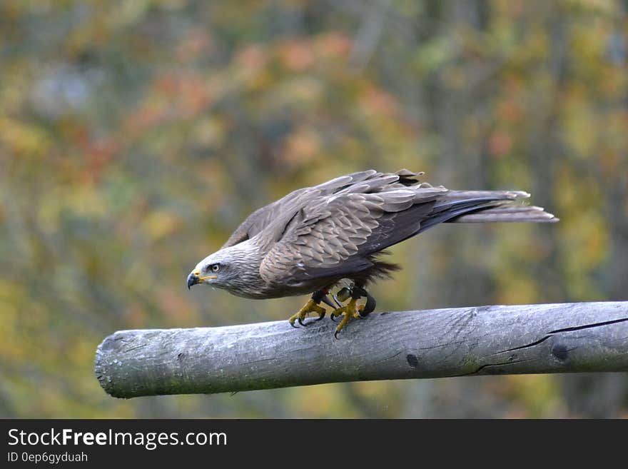 Grey Falcon Perched on Grey Branch in Selective Focus Photography