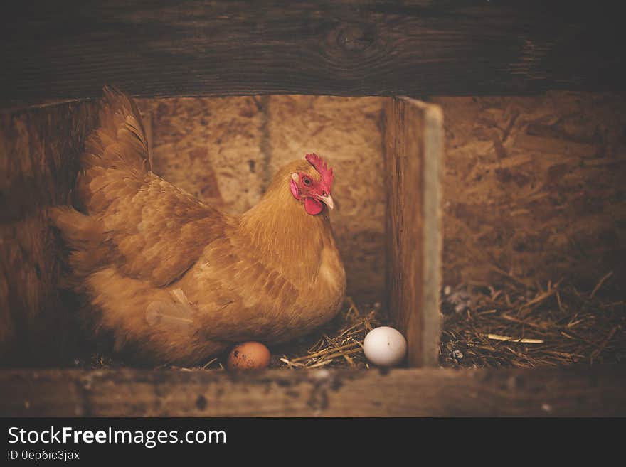 Brown Hen Near White Egg on Nest