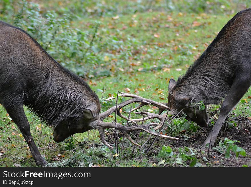 Two Male Deer Fighting during Daylight