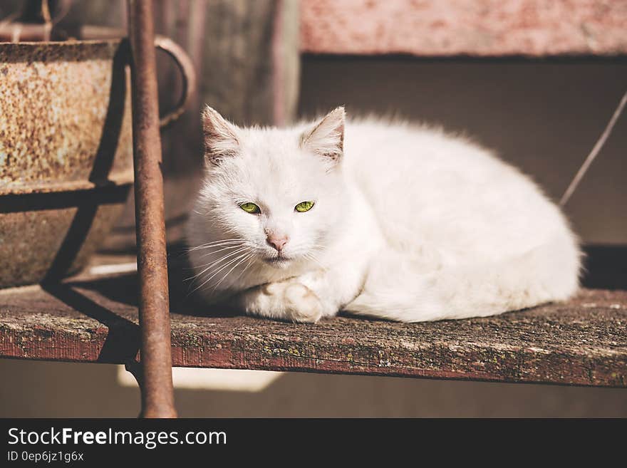 White Short Fur Cat Near Brown Metal Rod