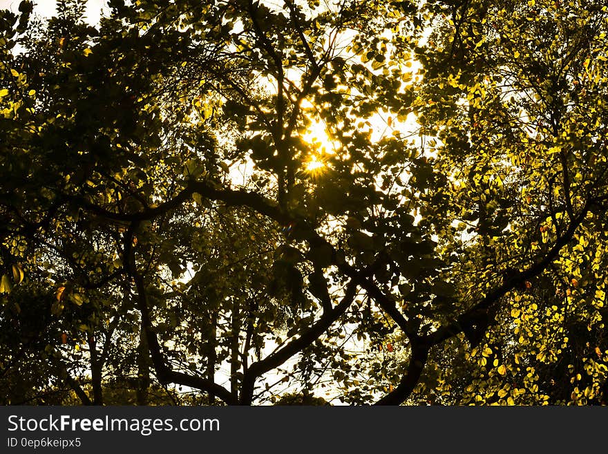 Sunshine Through Green Leafed Tree