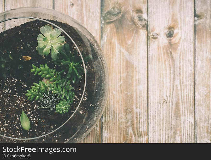 Green Succulent Plant on Clear Glass Jar on Top of Brown Wooden Surface