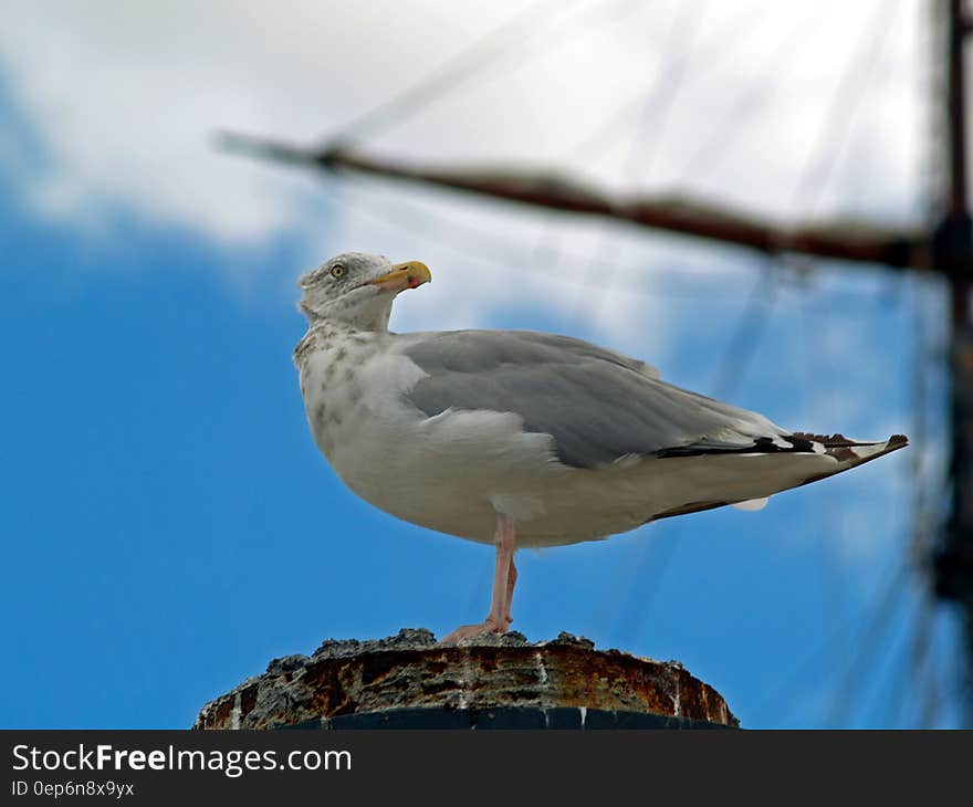 Grey White and Black Seagull