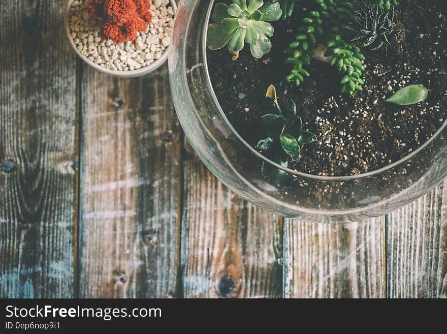 Aerial Photography of Green Potted Plant