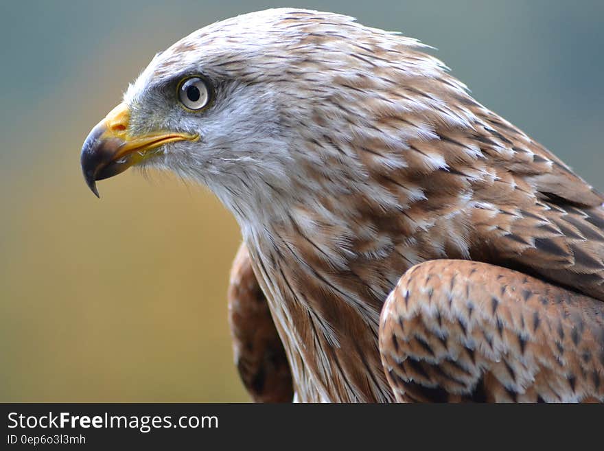 White and Brown Eagle