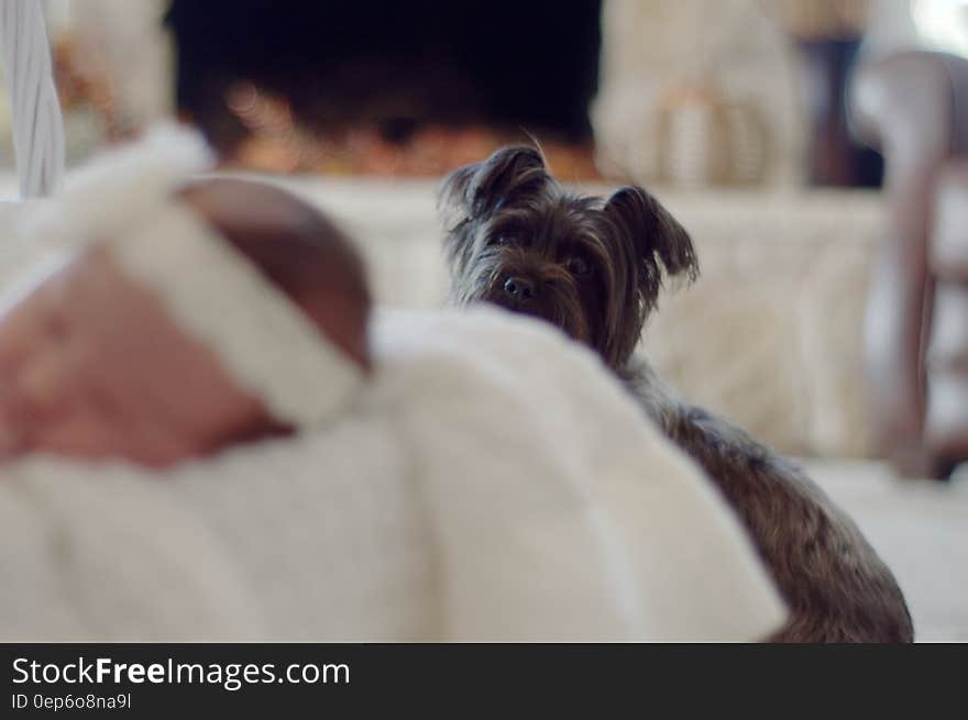 A pet dog watching a baby while sleeping. A pet dog watching a baby while sleeping.