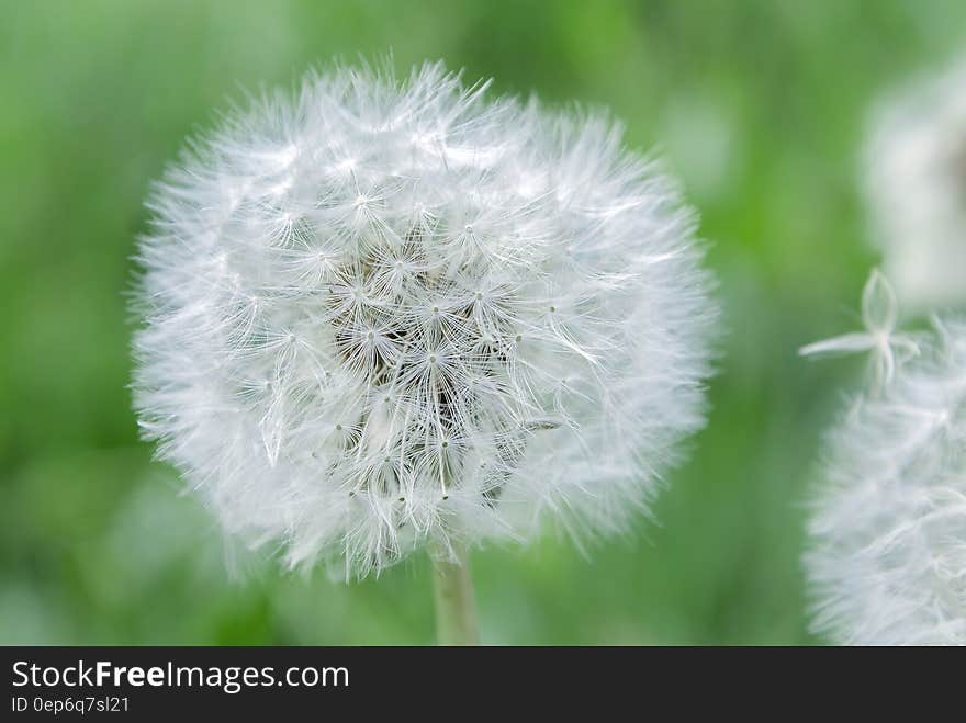 White Dandelion