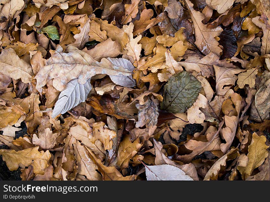 Brown Dried Leaf