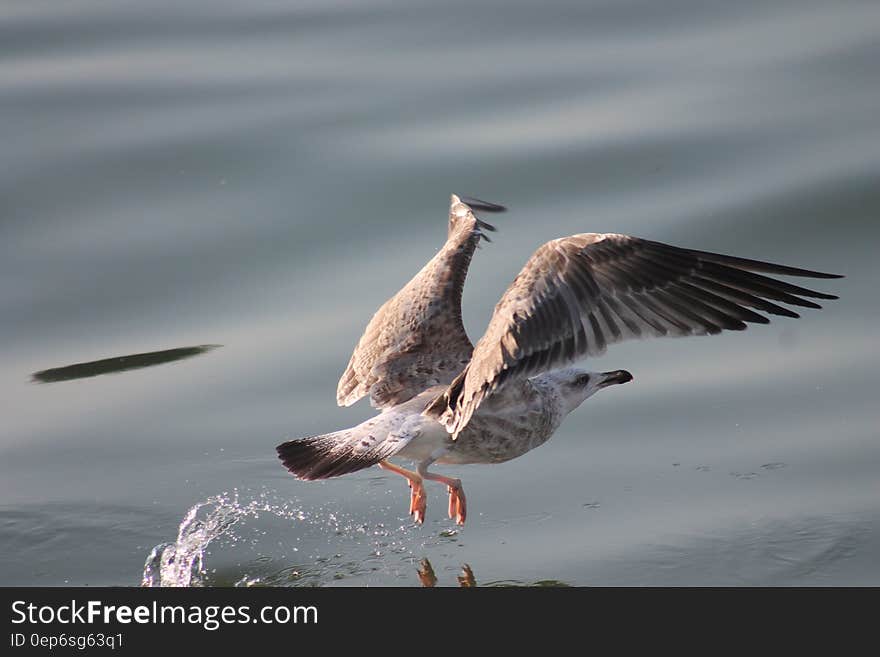 A seagull landing or taking off from the surface of water. A seagull landing or taking off from the surface of water.