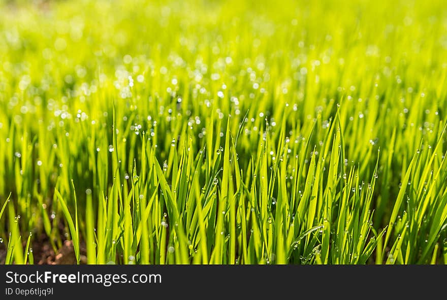 Selective Photo of Green Grass