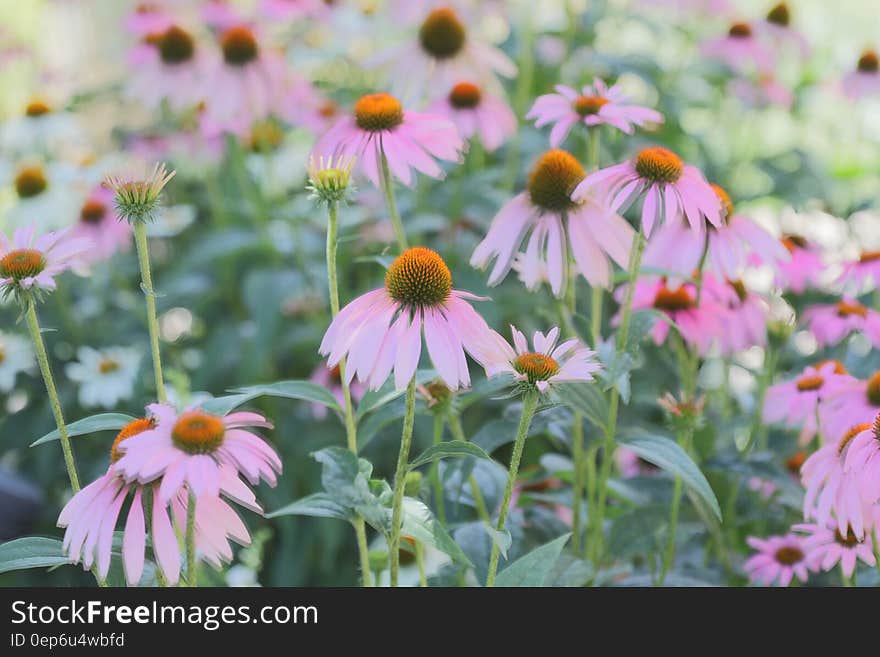 Purple Petaled Flower Blossom