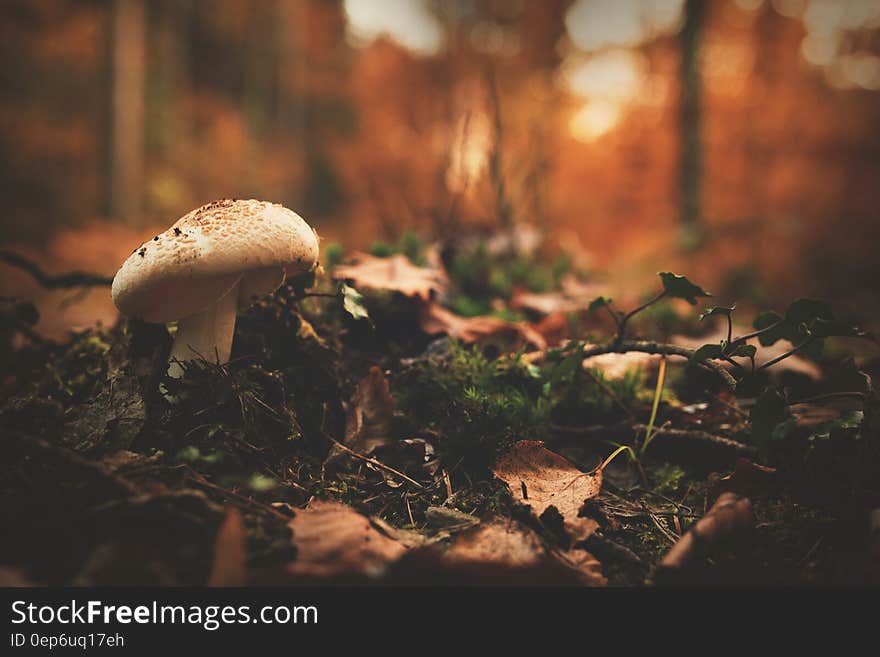 White and Brown Mushroom Beside Green Leaf Plant