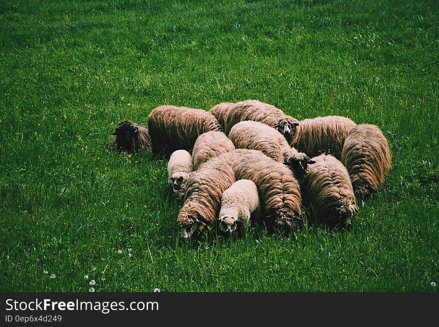 Flock of Sheep on Green Grass on Field at Daytime