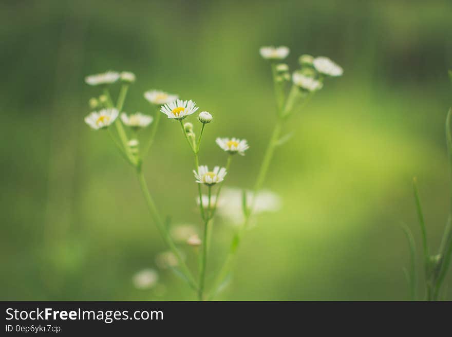 White and yellow daisy flowers with selective focus on just one flower and behind green bokeh. White and yellow daisy flowers with selective focus on just one flower and behind green bokeh.