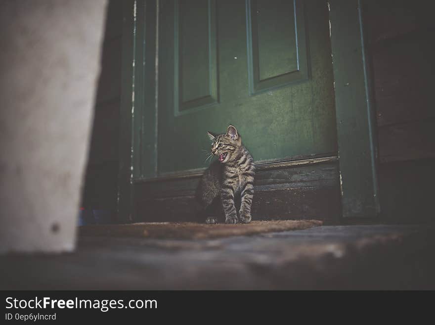 Silver Tabby Cat on Brown Doormat